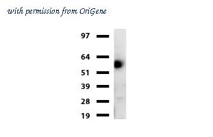 OriGene UM870062 image 1