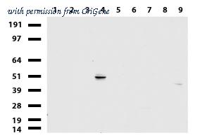 OriGene UM870065 image 1