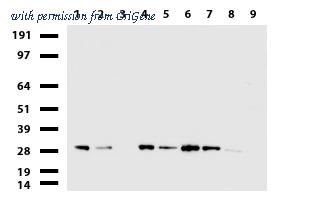 OriGene UM870068 image 1
