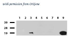 OriGene UM870069 image 1
