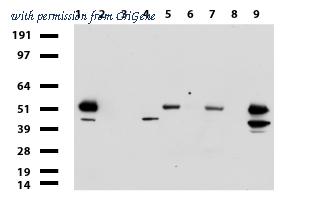 OriGene UM870072 image 1