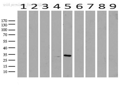 OriGene UM870074 image 1