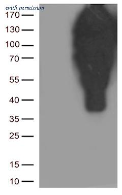 OriGene UM870076 image 1