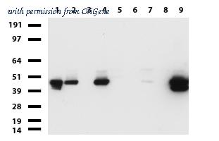 OriGene UM870078 image 1