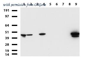 OriGene UM870079 image 1