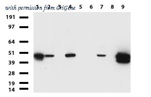 OriGene UM870080 image 1