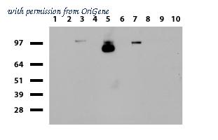 OriGene UM870084 image 1
