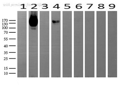 OriGene UM870086 image 1
