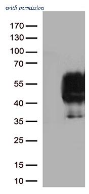 OriGene UM870089 image 1