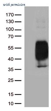 OriGene UM870090 image 1
