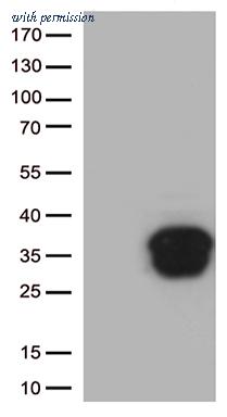 OriGene UM870117 image 1
