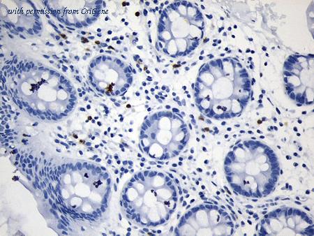 OriGene UM870133 image 1