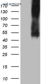 OriGene UM870144 image 1