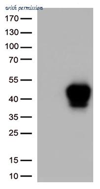 OriGene UM870166 image 1