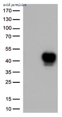 OriGene UM870167 image 1