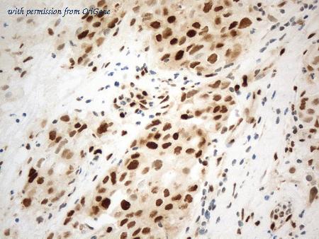OriGene UM870168 image 1