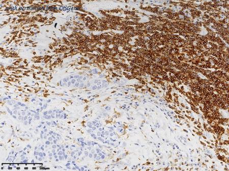 OriGene UM870180 image 1