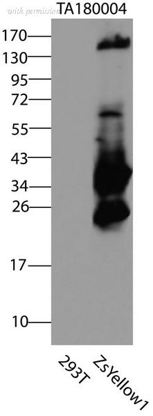 OriGene CF180004 image 1