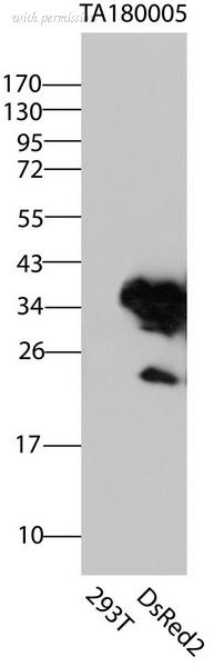 OriGene CF180005 image 1