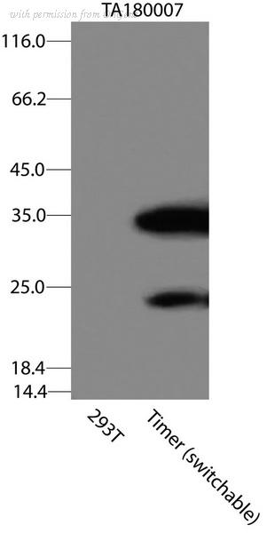 OriGene CF180007 image 1