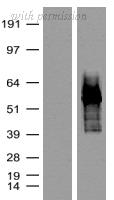 OriGene CF180009 image 1