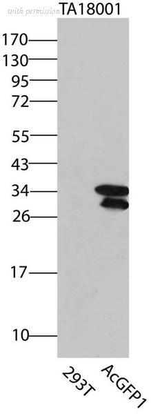 OriGene CF180011 image 1