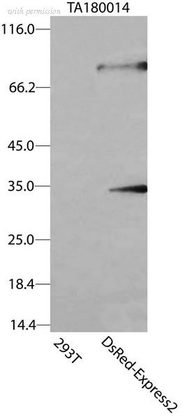 OriGene CF180014 image 1