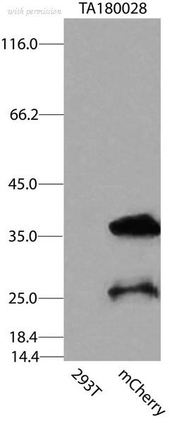 OriGene CF180028 image 1