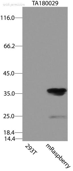OriGene CF180029 image 1
