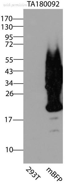 OriGene CF180092 image 1