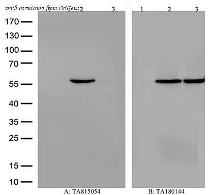 OriGene CF815054 image 1