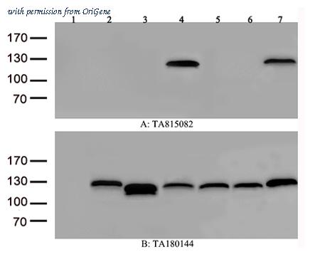 OriGene CF815082 image 1