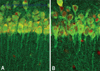 OriGene MO18001-100 image 1
