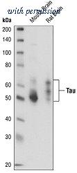 OriGene MO18002-100 image 1