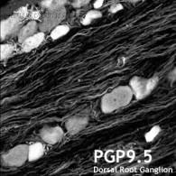 OriGene MO20002-100 image 1