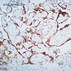 OriGene MO20013-100 image 1