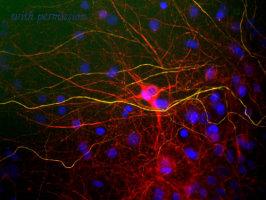 OriGene MO22103-100 image 1