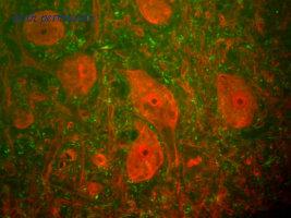 OriGene MO22109-100 image 1