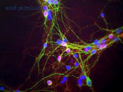 OriGene MO22111-100 image 1