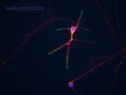 OriGene MO22113-100 image 1