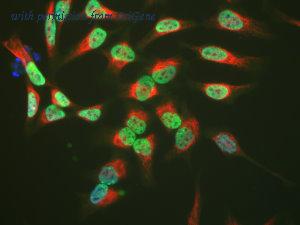 OriGene MO22114-100 image 1