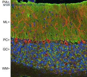 OriGene MO22132-100 image 1