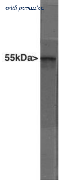 OriGene MO22136-100 image 1