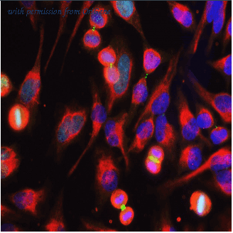 OriGene MO22138-100 image 1