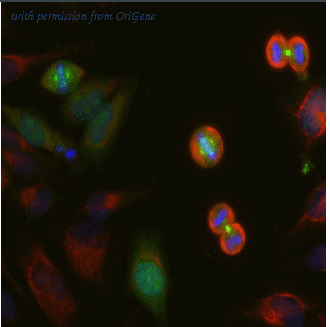 OriGene MO22139-100 image 1