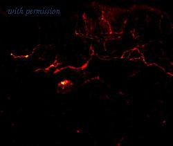 OriGene MO25010-100 image 1