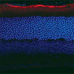 OriGene MO25011-100 image 1