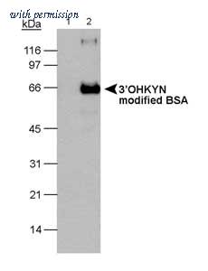 OriGene MO25014-100 image 1