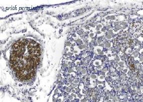 OriGene MO25033-100 image 1