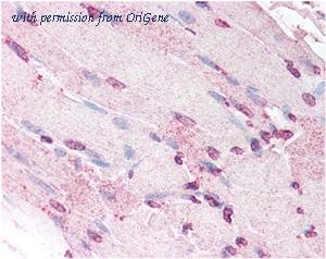 OriGene MO25039-100 image 1